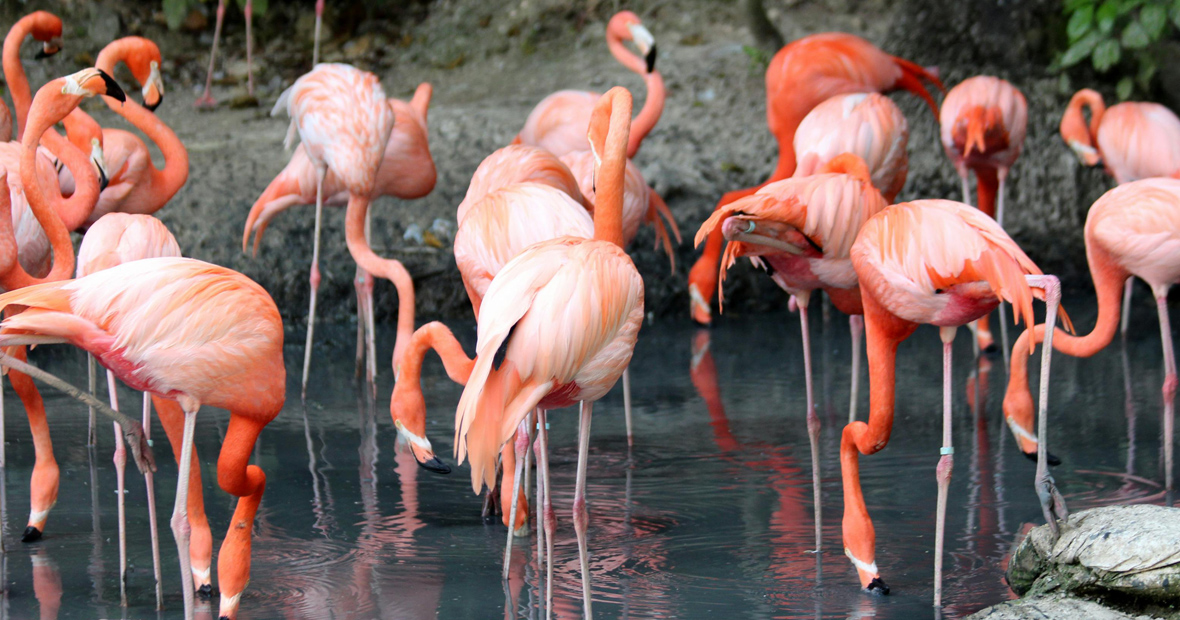 zoo rhône-alpes